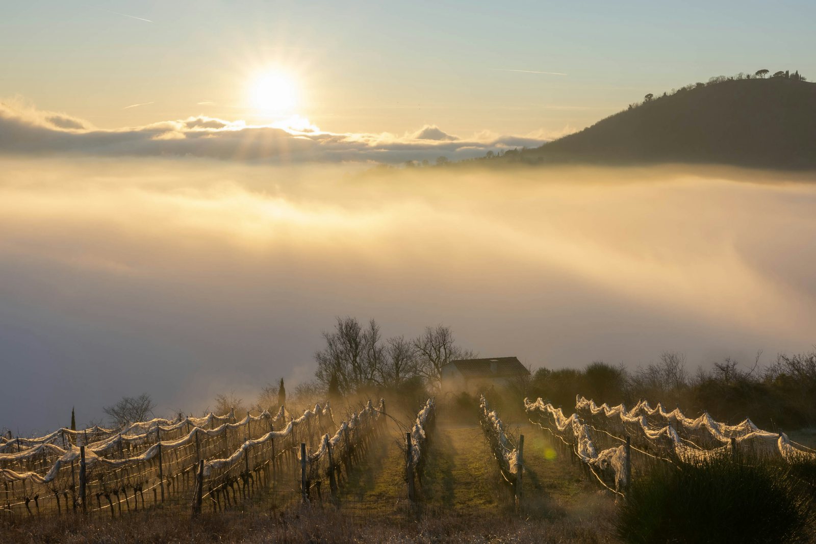 Vineyard at dusk